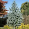 Carolina Sapphire Cypress Live Plants - 20 Pack, 6-12 Inches Tall, Blue Evergreen Trees for Landscaping - Image 1