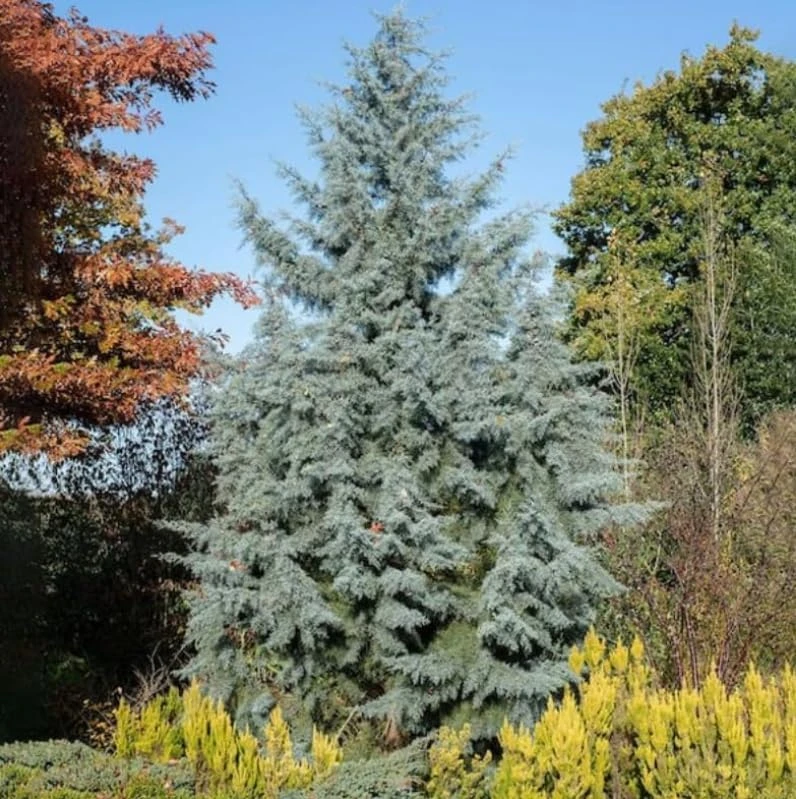 Carolina Sapphire Cypress Live Plants - 20 Pack, 6-12 Inches Tall, Blue Evergreen Trees for Landscaping - Image 1