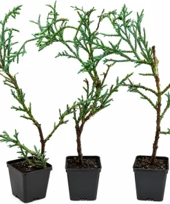Carolina Sapphire Cypress Live Plants - 20 Pack, 6-12 Inches Tall, Blue Evergreen Trees for Landscaping - Image 2