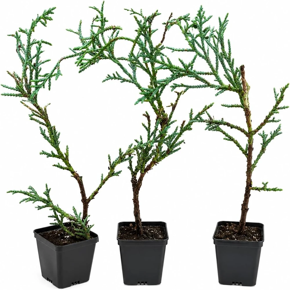 Carolina Sapphire Cypress Live Plants - 20 Pack, 6-12 Inches Tall, Blue Evergreen Trees for Landscaping - Image 2