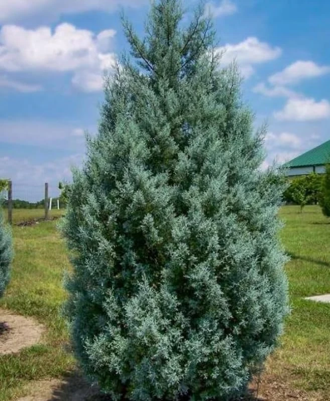 Carolina Sapphire Cypress Live Plants - 20 Pack, 6-12 Inches Tall, Blue Evergreen Trees for Landscaping - Image 3