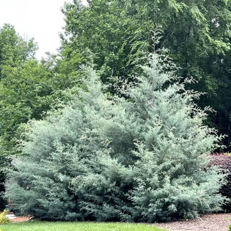 Carolina Sapphire Cypress Live Plants - 20 Pack, 6-12 Inches Tall, Blue Evergreen Trees for Landscaping - Image 4
