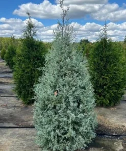 Carolina Sapphire Cypress Live Plants - 20 Pack, 6-12 Inches Tall, Blue Evergreen Trees for Landscaping - Image 5