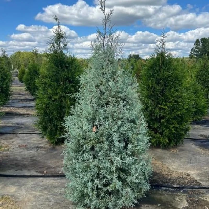 Carolina Sapphire Cypress Live Plants - 20 Pack, 6-12 Inches Tall, Blue Evergreen Trees for Landscaping - Image 5