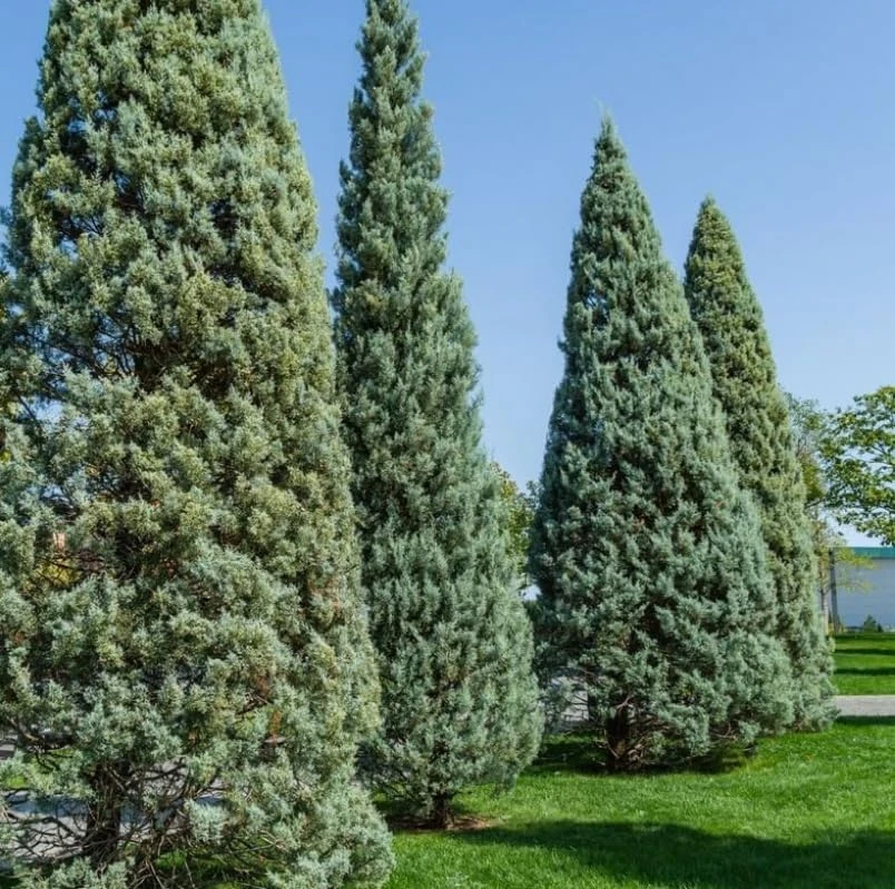 Carolina Sapphire Cypress Live Plants - 20 Pack, 6-12 Inches Tall, Blue Evergreen Trees for Landscaping - Image 6