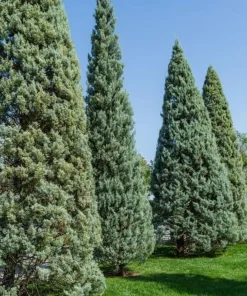Carolina Sapphire Cypress Trees - 6-12