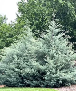Carolina Sapphire Cypress Trees - 6-12
