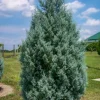 Carolina Sapphire Cypress Trees - 6-12" Tall Live Plants, Evergreen Starter, Outdoor - Image 1