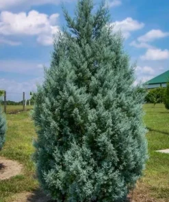 Carolina Sapphire Cypress Trees - 6-12