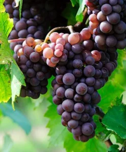 Catawba Wine Grape Vine Live Plant - 1-2 Year Old - Edible Fruit - Outdoor - Image 2