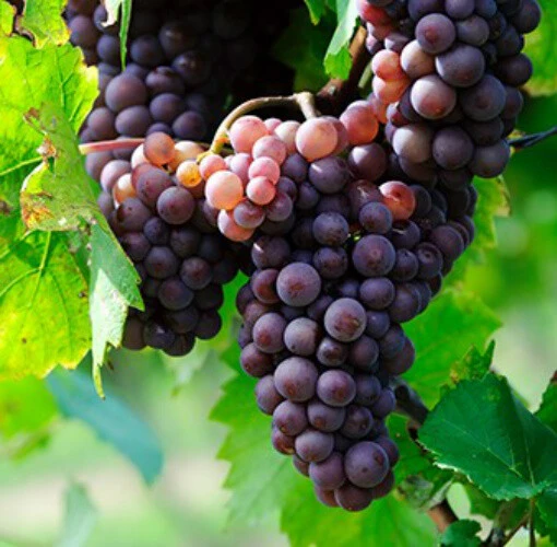 Catawba Wine Grape Vine Live Plant - 1-2 Year Old - Edible Fruit - Outdoor - Image 2