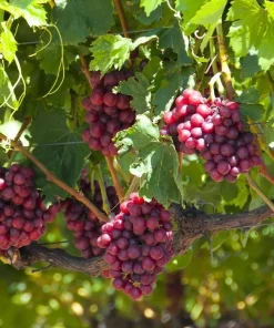Catawba Wine Grape Vine Live Plant - 1-2 Year Old - Edible Fruit - Outdoor - Image 3
