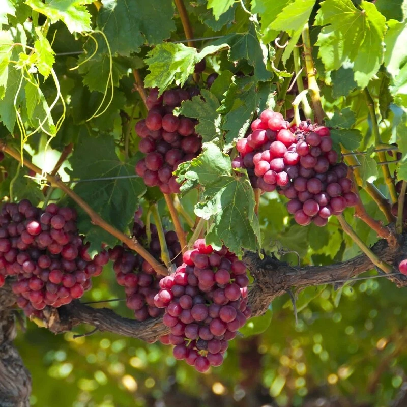 Catawba Wine Grape Vine Live Plant - 1-2 Year Old - Edible Fruit - Outdoor - Image 3
