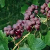 Catawba Wine Grape Vine Live Plant - 1-2 Year Old - Edible Fruit - Outdoor - Image 1
