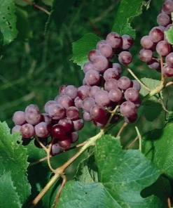 Catawba Wine Grape Vine Live Plant - 1-2 Year Old - Edible Fruit - Outdoor - Image 1