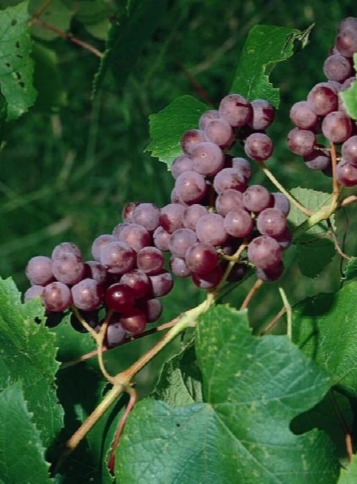 Catawba Wine Grape Vine Live Plant - 1-2 Year Old - Edible Fruit - Outdoor - Image 1