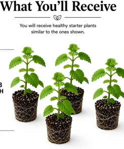 Catnip Live Plant Set, 4-8 Inch Tall, Perennial Herb, Indoor/Outdoor Garden - Image 2