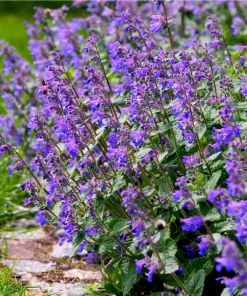 Catnip Live Plant Set, 4-8 Inch Tall, Perennial Herb, Indoor/Outdoor Garden - Image 7