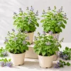 Catnip Live Plant Set, 4-8 Inch Tall, Perennial Herb, Indoor/Outdoor Garden - Image 1