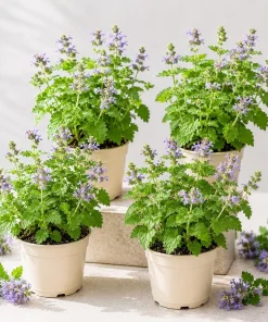 Catnip Live Plant Set, 4-8 Inch Tall, Perennial Herb, Indoor/Outdoor Garden - Image 1