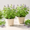 Catnip Plants Live (Set of 2) - Perennial Herb, Outdoor/Indoor, 4-8" Tall - Image 1