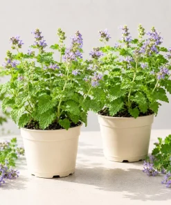 Catnip Plants Live (Set of 2) - Perennial Herb, Outdoor/Indoor, 4-8