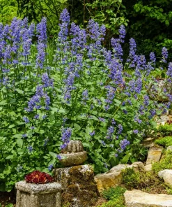 Catnip Plants Live (Set of 2) - Perennial Herb, Outdoor/Indoor, 4-8