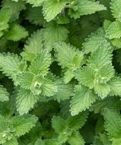 Catnip Plants Live (Set of 2) - Perennial Herb, Outdoor/Indoor, 4-8