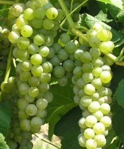 Cayuga White Wine Grape Vine Plant – Live Plant – 1-2 Year Old – Outdoor - Image 2