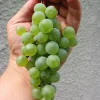 Cayuga White Wine Grape Vine Plant – Live Plant – 1-2 Year Old – Outdoor - Image 1