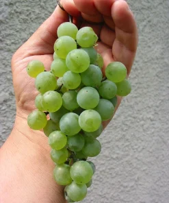 Cayuga White Wine Grape Vine Plant – Live Plant – 1-2 Year Old – Outdoor - Image 1