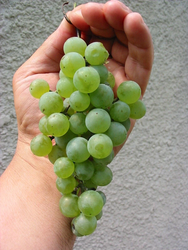 Cayuga Wine Grape Vine Live Plants - 2 Pack, 1-2 Year Old, Outdoor Ready to Plant - Image 2