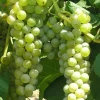 Cayuga Wine Grape Vine Live Plants - 2 Pack, 1-2 Year Old, Outdoor Ready to Plant - Image 1