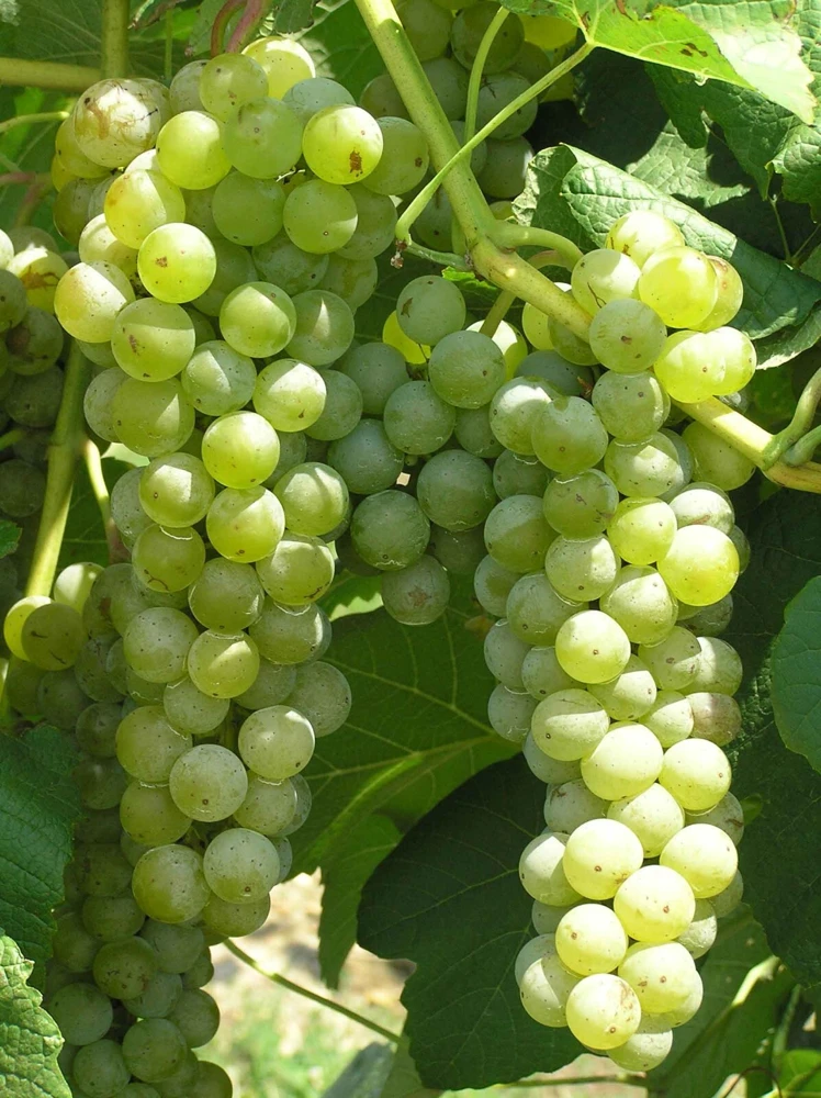 Cayuga Wine Grape Vine Live Plants - 2 Pack, 1-2 Year Old, Outdoor Ready to Plant - Image 1