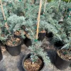 Cedrus deodara Himalayan Cedar Tree - #1 Container Size - Image 1