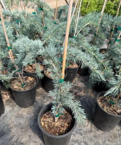 Cedrus deodara Himalayan Cedar Tree - #1 Container Size - Image 1