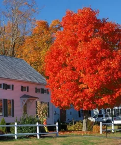 Celebration Maple Tree Live Plant – 10-16