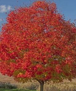 Celebration Maple Tree Live Plant – 10-16