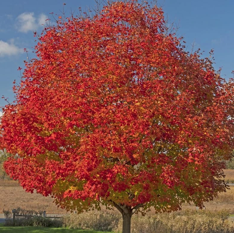 Celebration Maple Tree Live Plant – 10-16" Tall Sapling, Quart Pot – Fast Growing - Image 5
