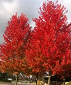 Celebration Maple Tree Live Plant – 10-16