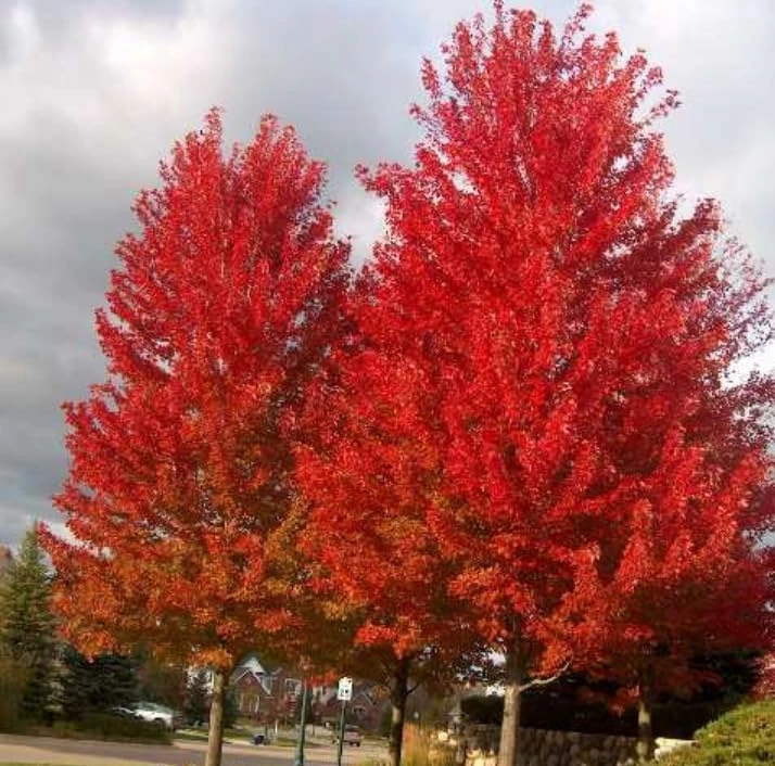Celebration Maple Tree Live Plant – 10-16" Tall Sapling, Quart Pot – Fast Growing - Image 6