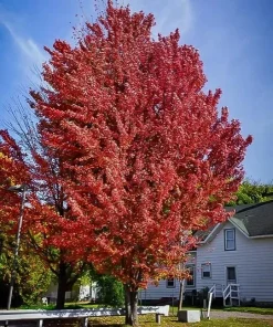 Celebration Maple Tree Live Plant – 10-16