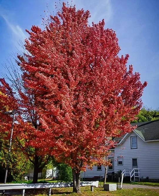 Celebration Maple Tree Live Plant – 10-16" Tall Sapling, Quart Pot – Fast Growing - Image 7