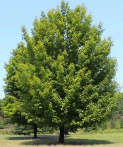 Celebration Maple Tree Live Plant – 10-16