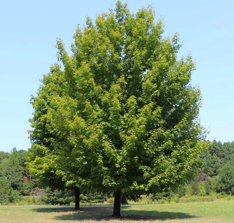 Celebration Maple Tree Live Plant – 10-16" Tall Sapling, Quart Pot – Fast Growing - Image 8