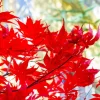 Celebration Maple Tree Live Plant – 10-16" Tall Sapling, Quart Pot – Fast Growing - Image 1