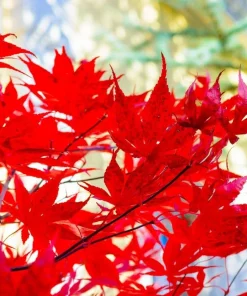 Celebration Maple Tree Live Plant – 10-16" Tall Sapling, Quart Pot – Fast Growing - Image 1