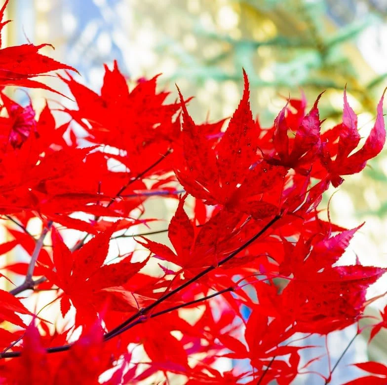 Celebration Maple Tree Live Plant – 10-16" Tall Sapling, Quart Pot – Fast Growing - Image 1
