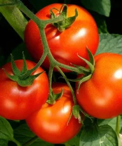 Celebrity Tomato Live Plant Seedling 3-5 Inch Tall – Productive Garden Vegetable - Image 2