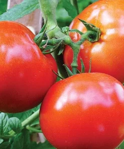 Celebrity Tomato Live Plant Seedling 3-5 Inch Tall – Productive Garden Vegetable - Image 3